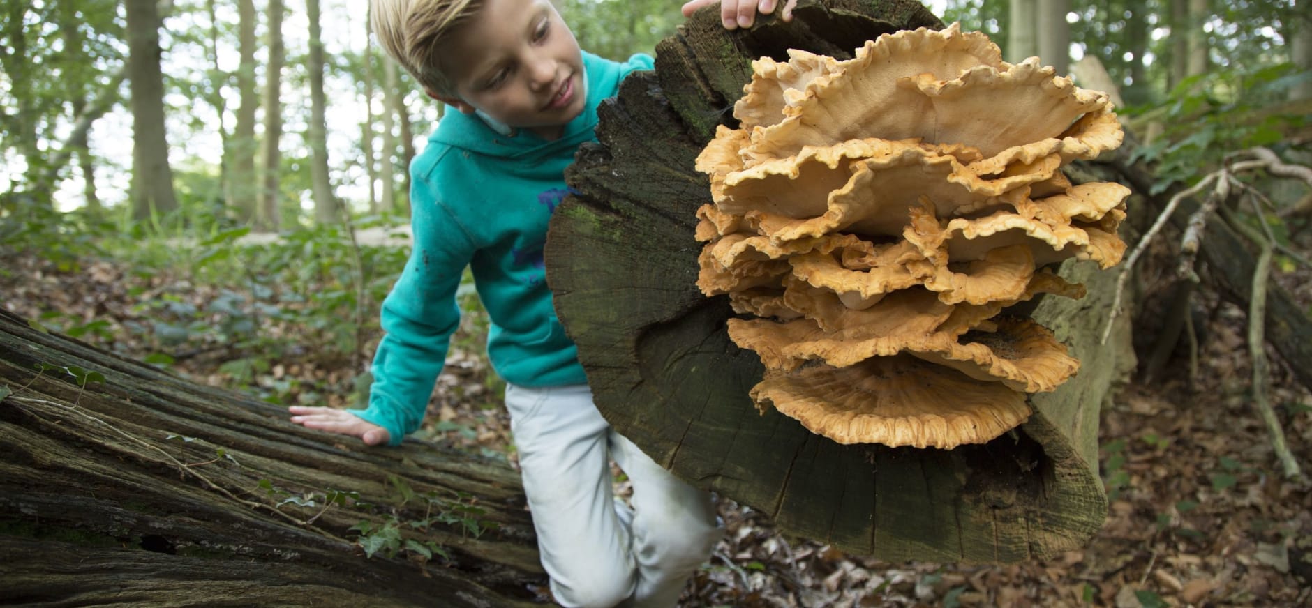 Paddenstoelen