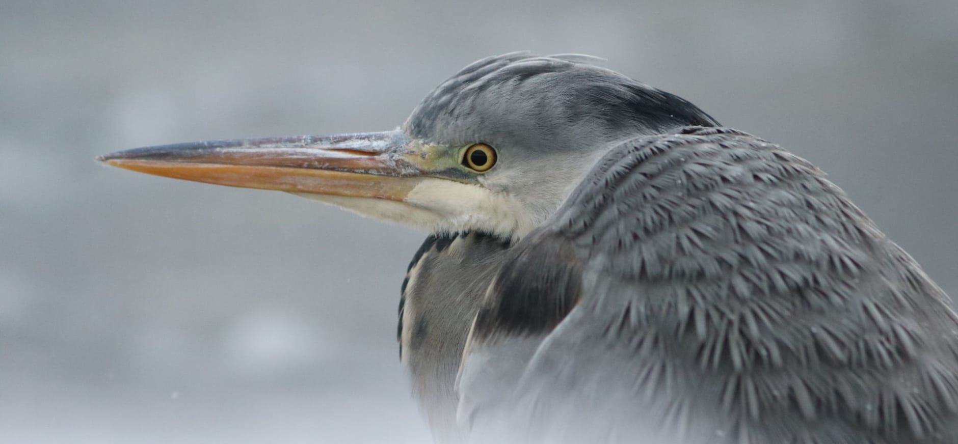 Blauwe reiger in de winter