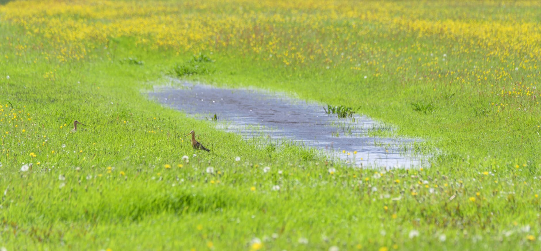 Herstel van de biodiversiteit is nodig