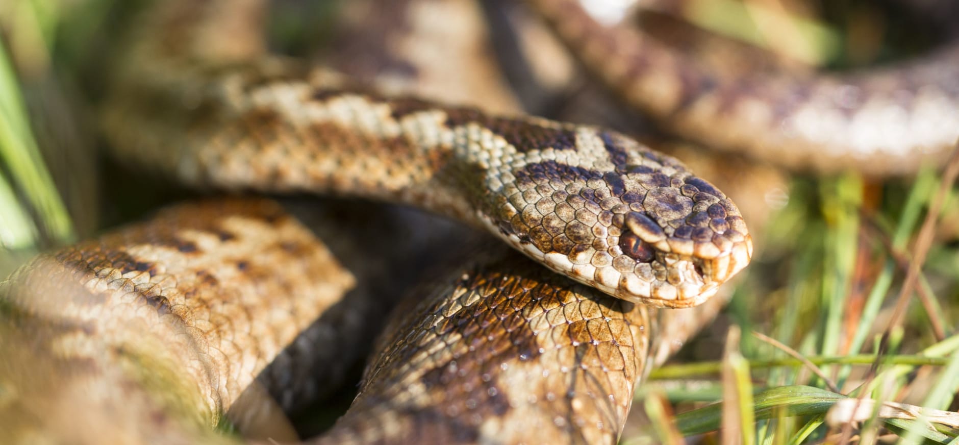 Een adder in de zon