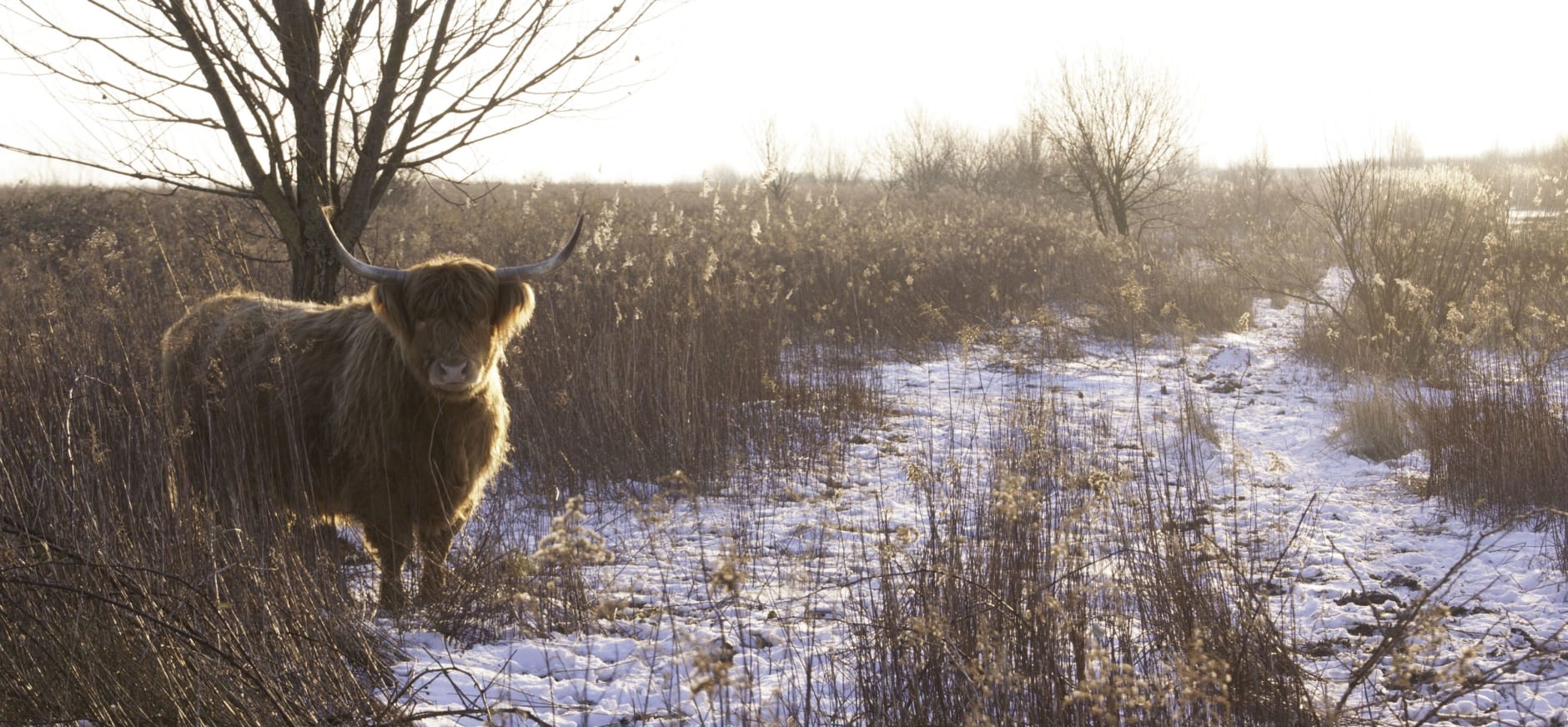 Tiengemeten winter