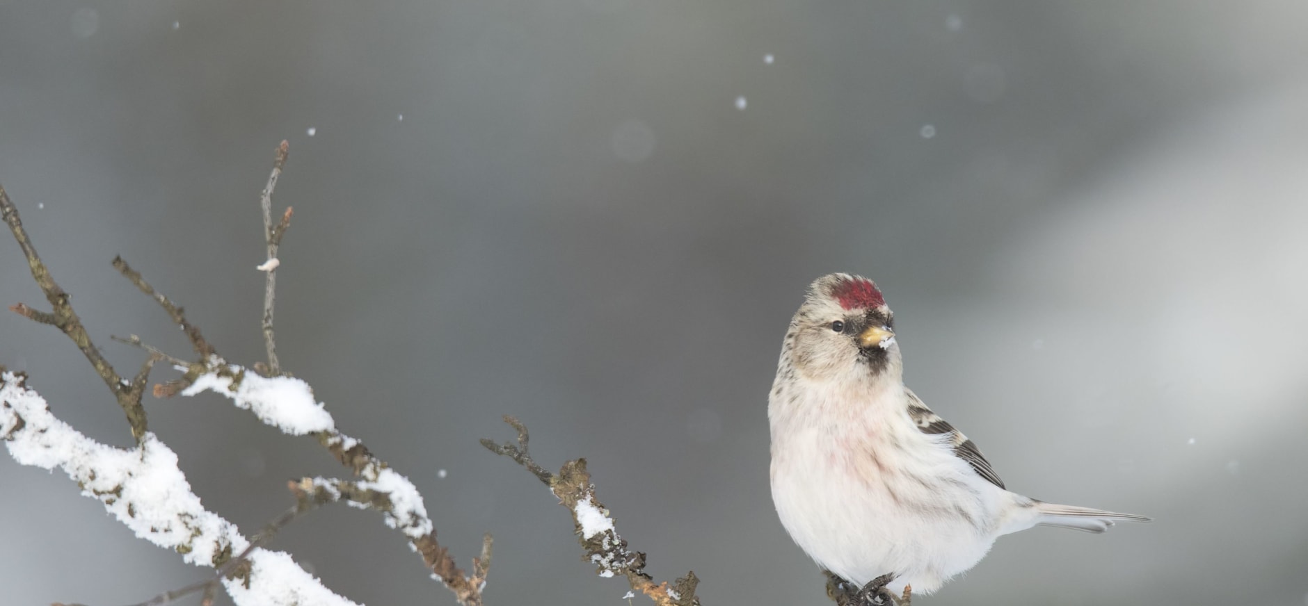 Vogeltelling december 2023 Natuurmonumenten