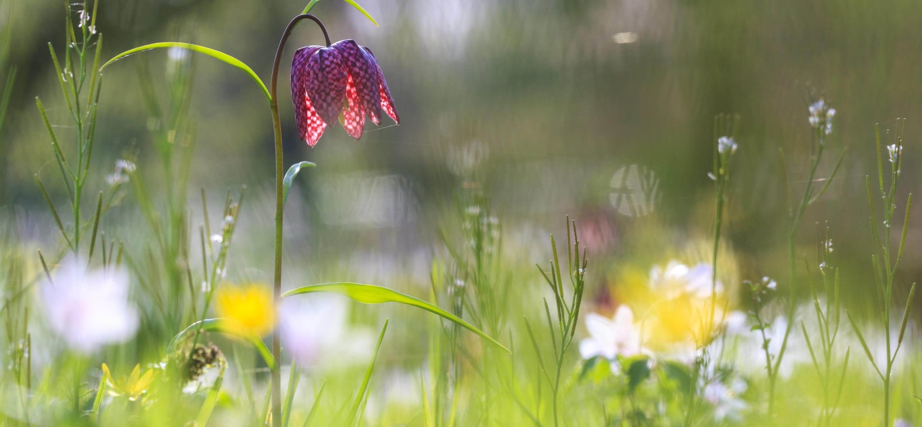 Voorjaarsbloemen in bloei