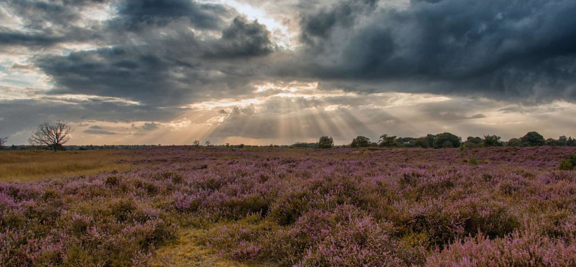 natuurgebied Kampina: centrale heide