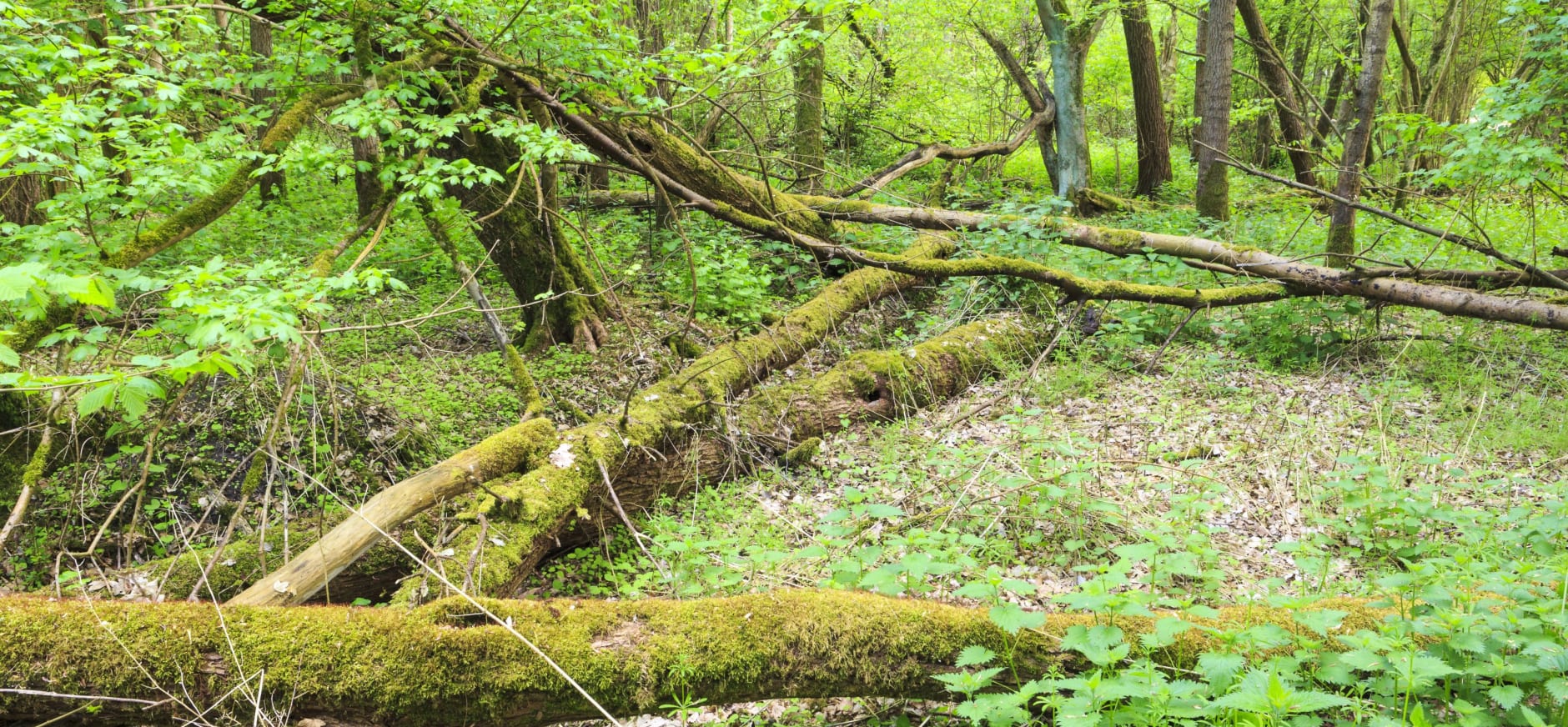 Harderbos Oerbos