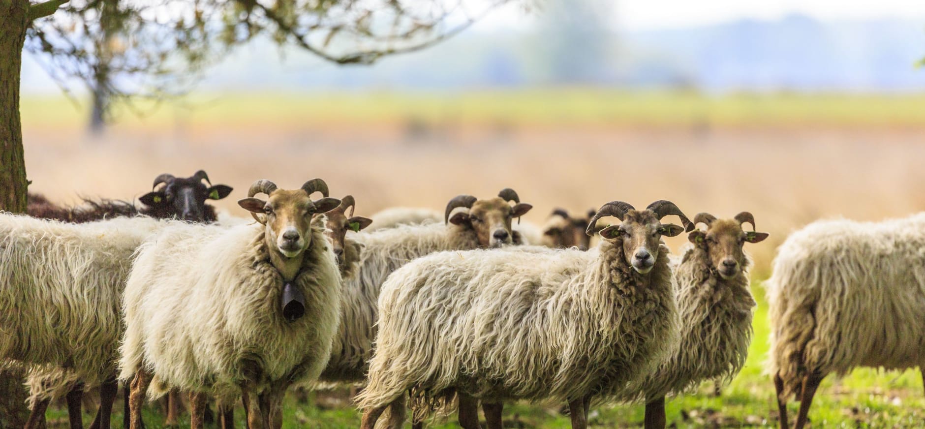 Drentse heideschapen Dwingelderveld