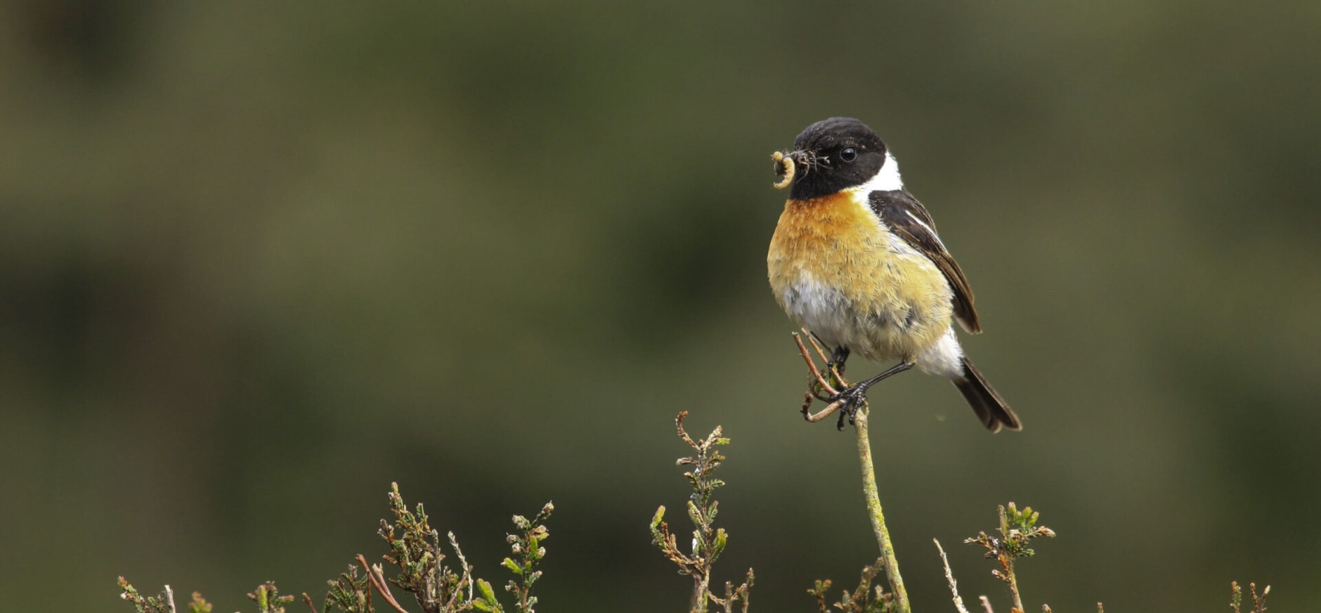 roodborsttapuit in de heide