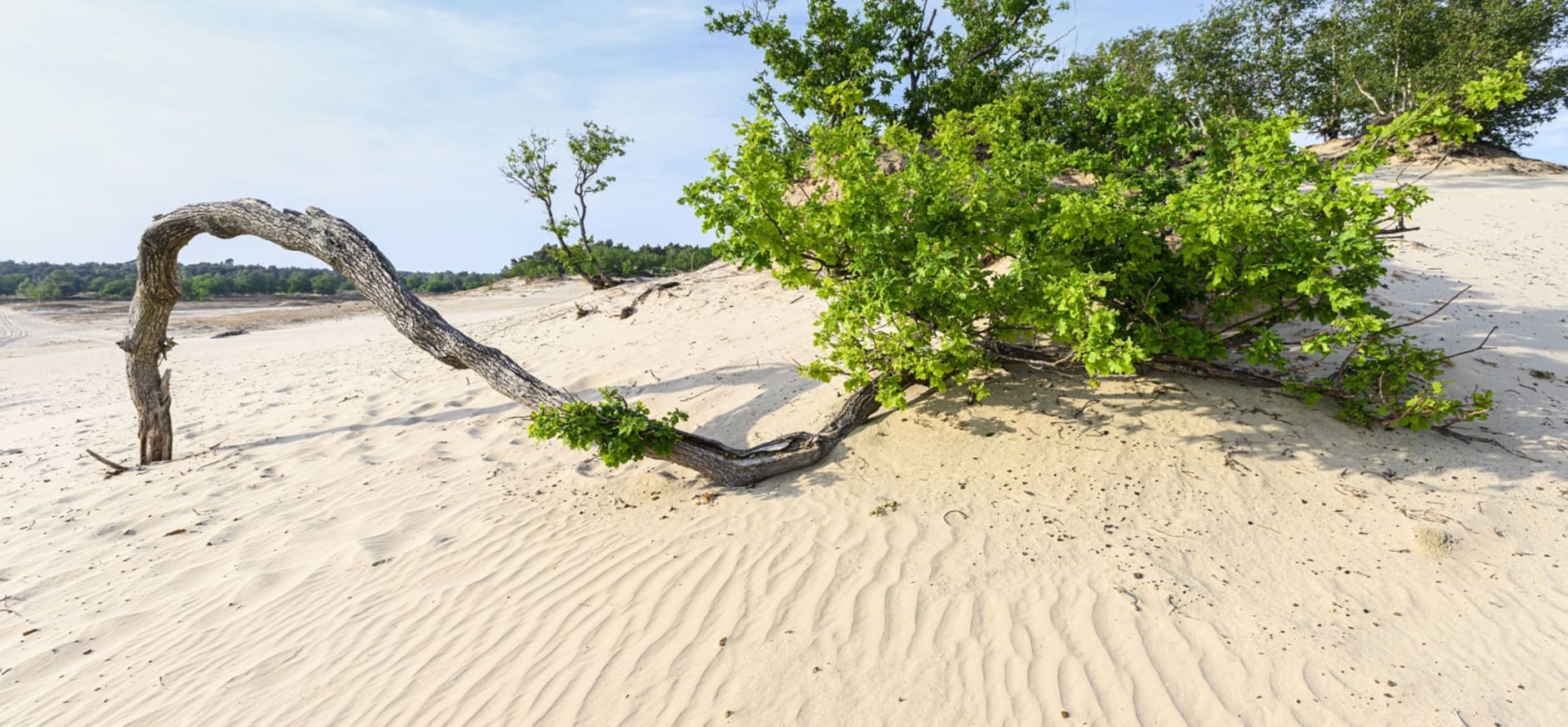 Loonse en drunense duinen