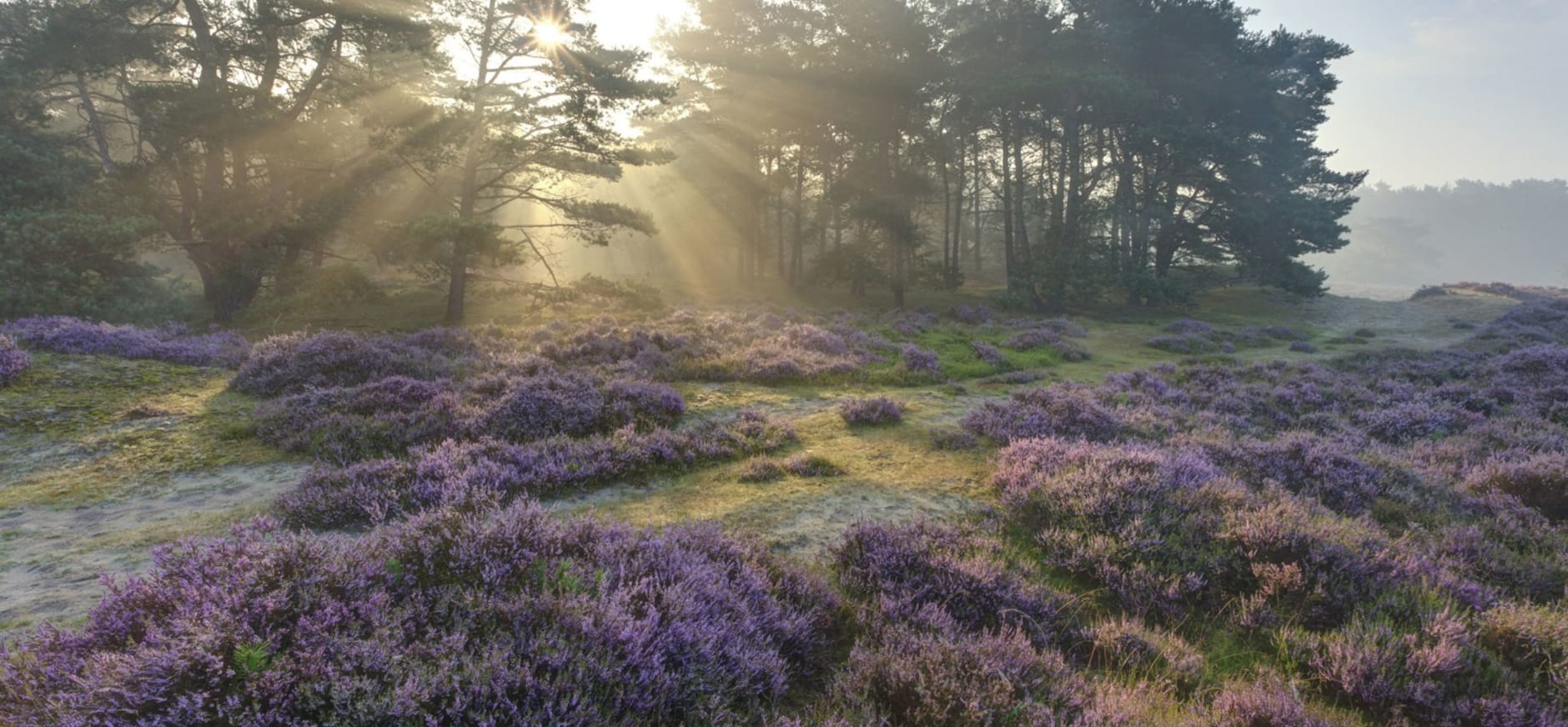 Heide bloeit in Leuvenumse Bossen