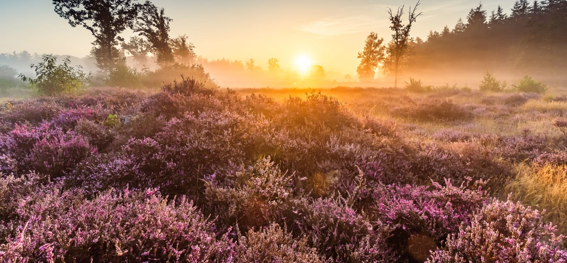 "De Heide tijdens zonsopkomst"