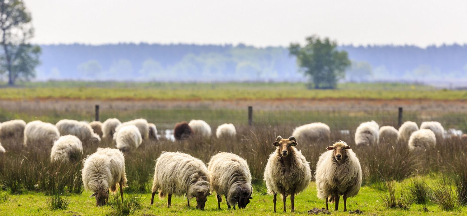 schaap