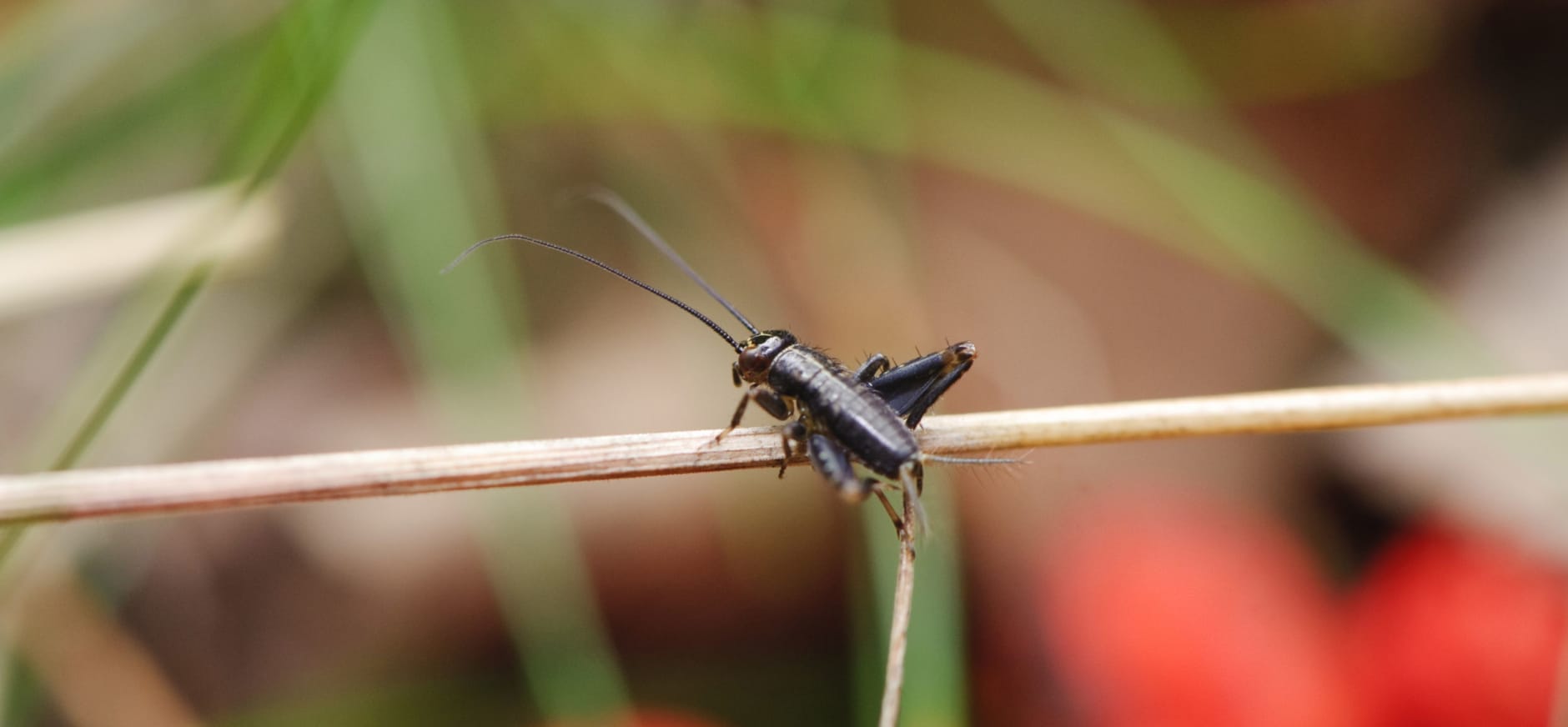 Nachtelijk natuurconcert welk dier maakt 
