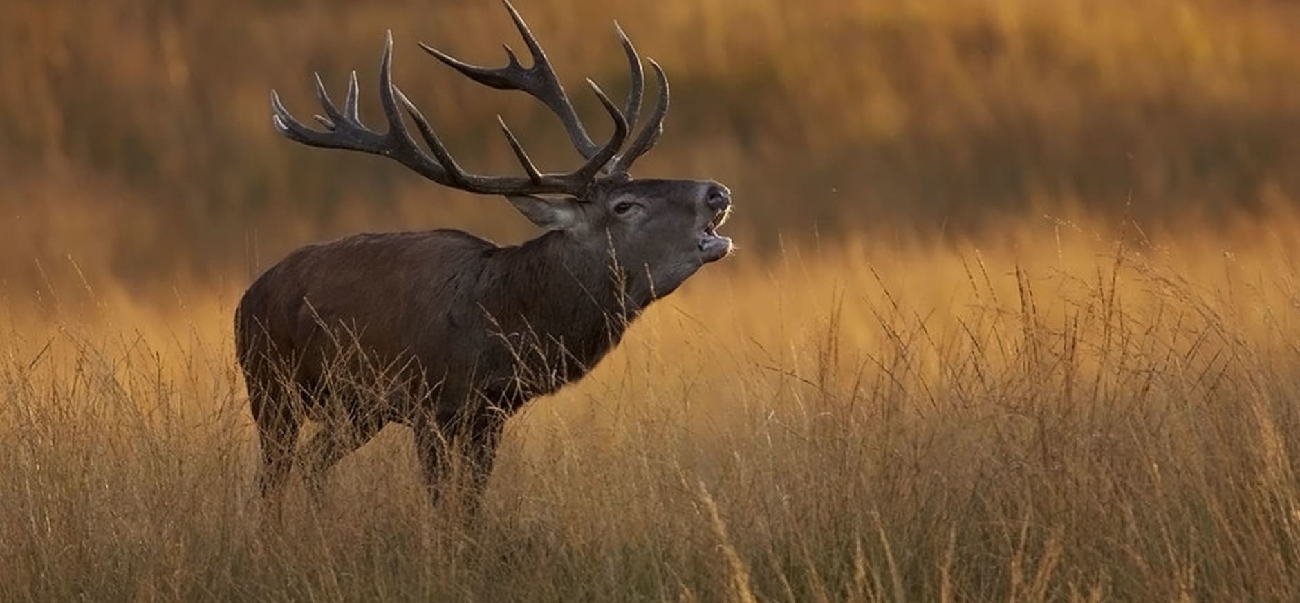 Burlend edelhert Nationaal Park Veluwezoom