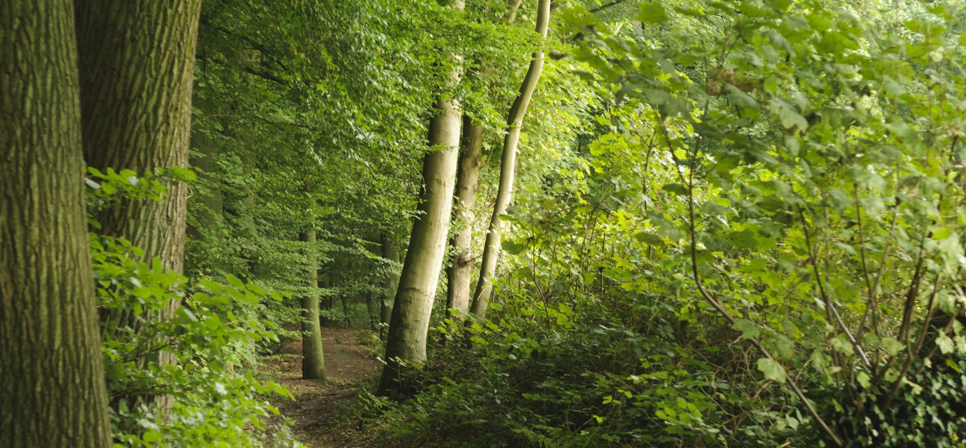 Het Imstenraderbos bij Heerlen