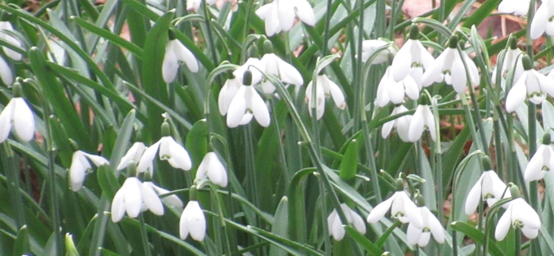 Sneeuwklokjes in de Wytsemakooi