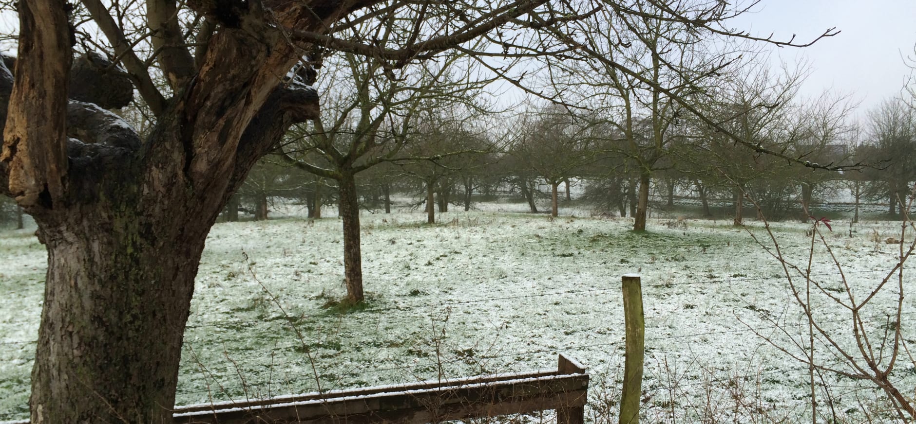 Winters tafereel in de eeuwenoude boomgaard