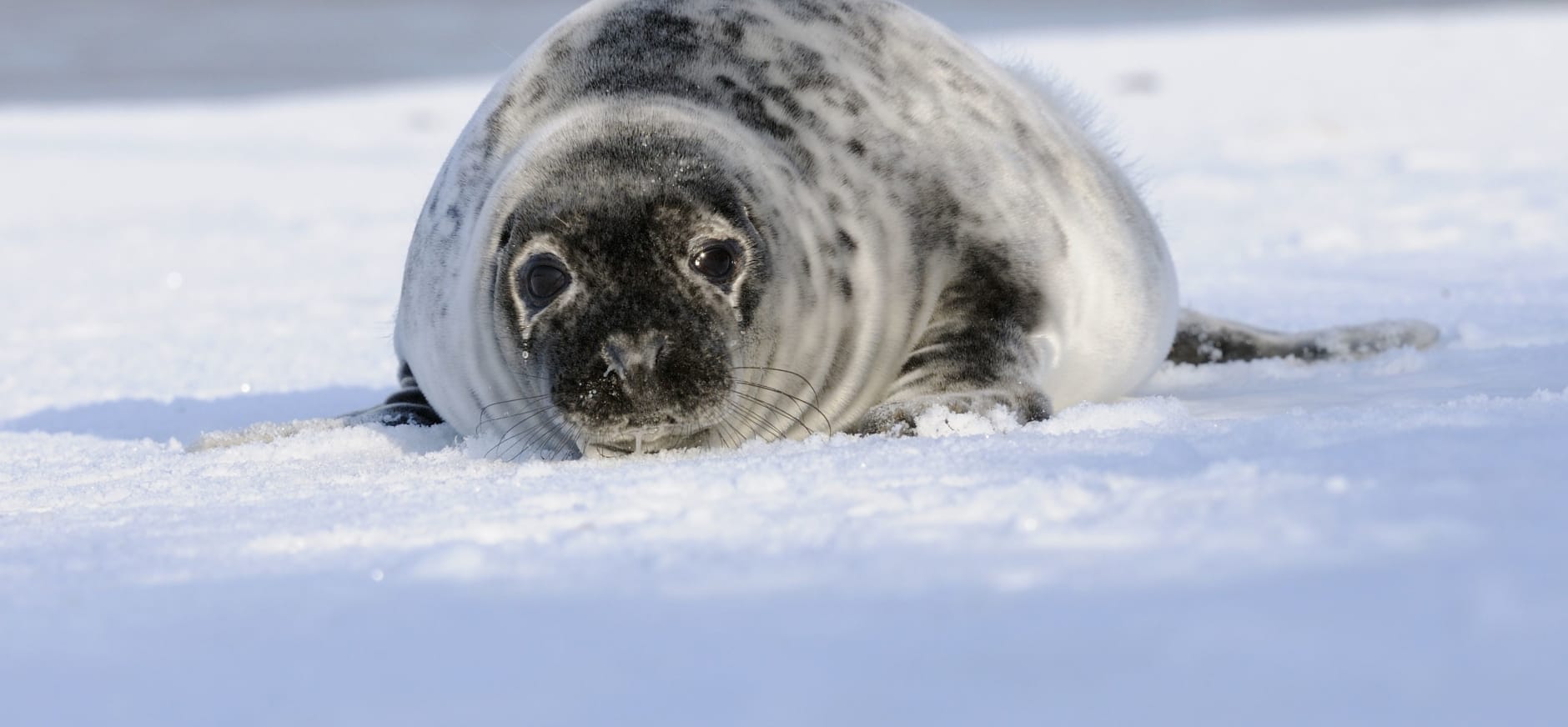 Grijze zeehond pup