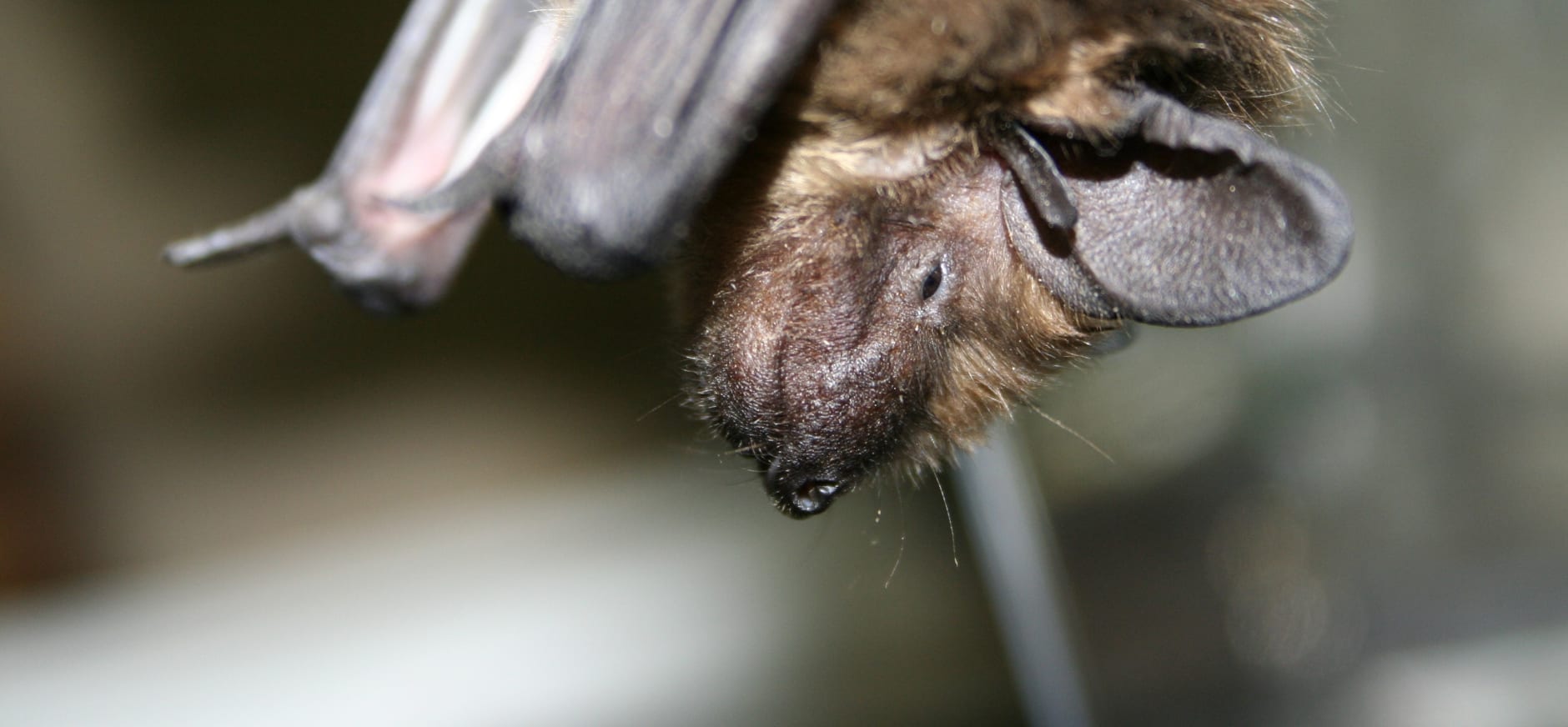 Onderzoek bosbewonende vleermuizen op de Veluwe