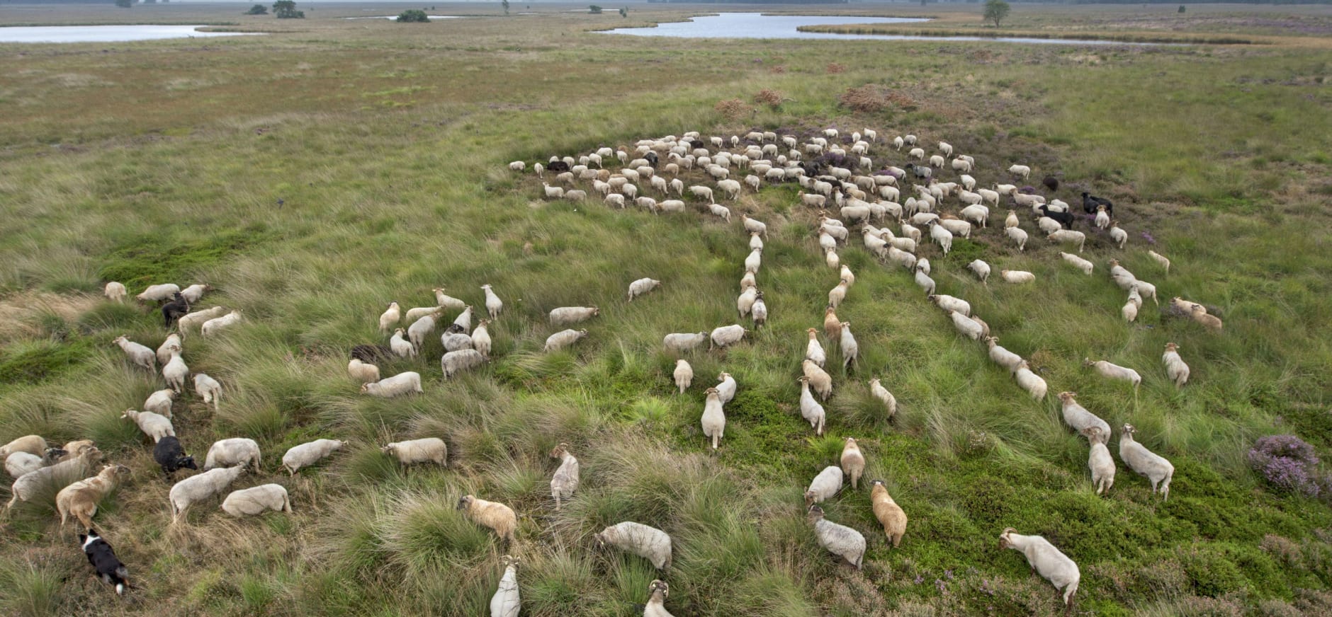 Dwingelderveld overzichtsfoto