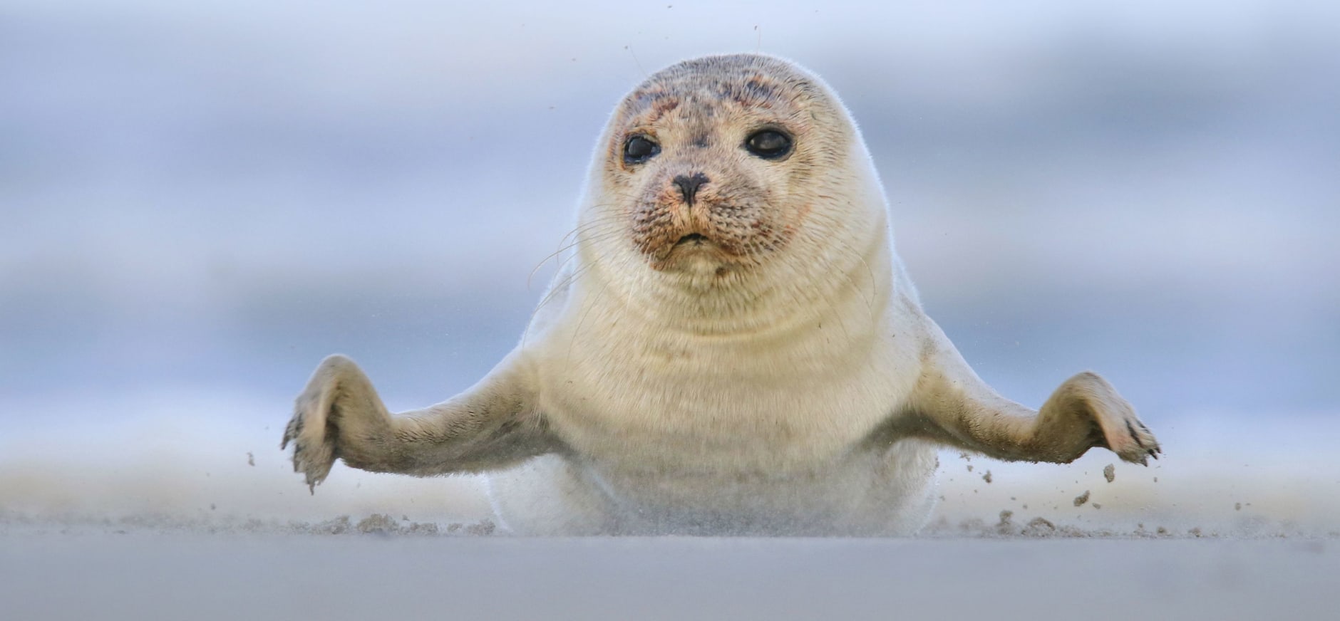 zeehond zeeland