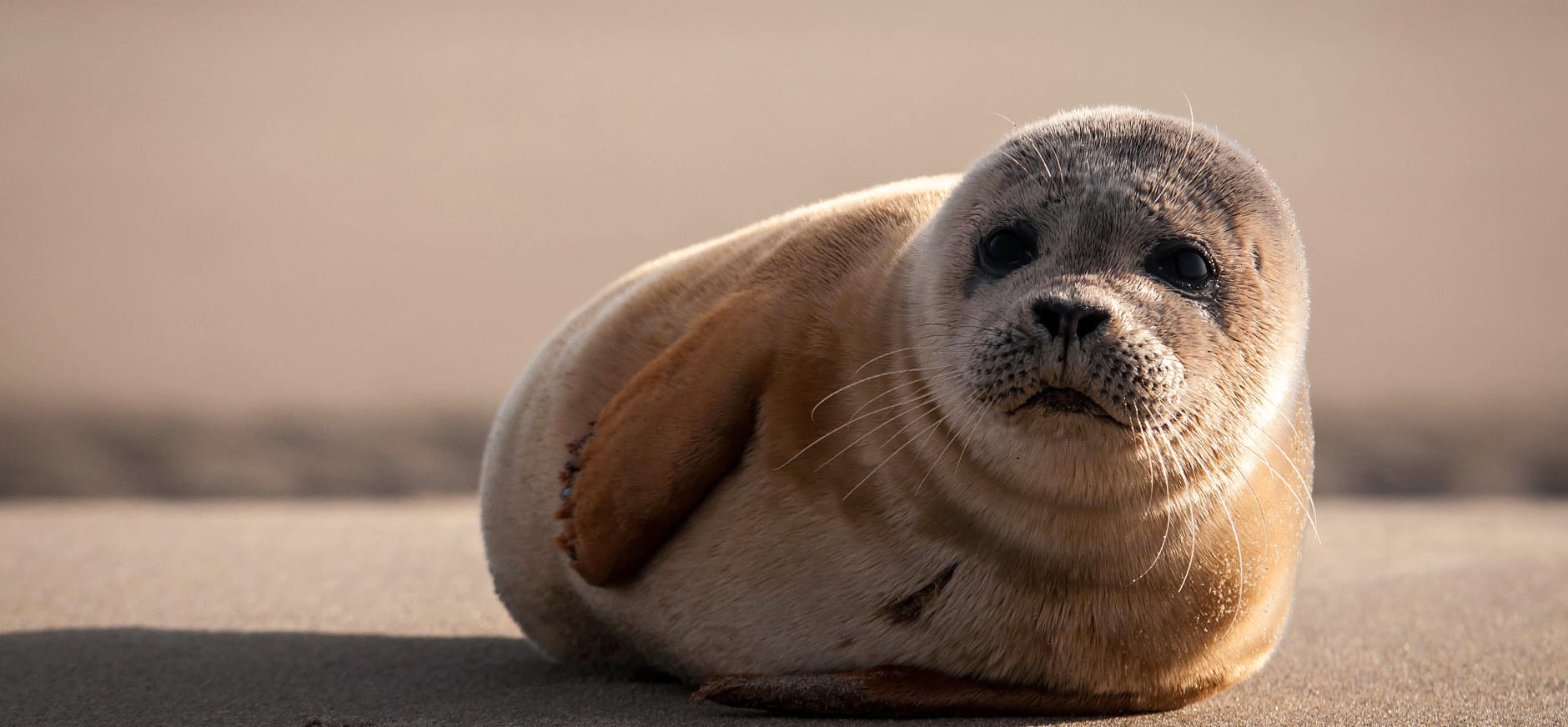 Gewone zeehond