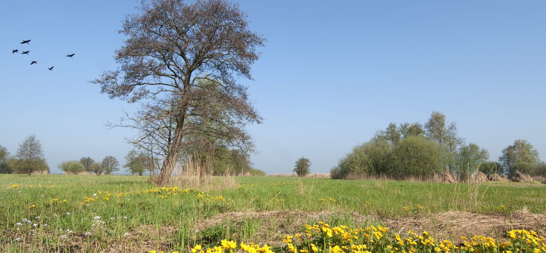 Dotterbloemrietland in De Wieden