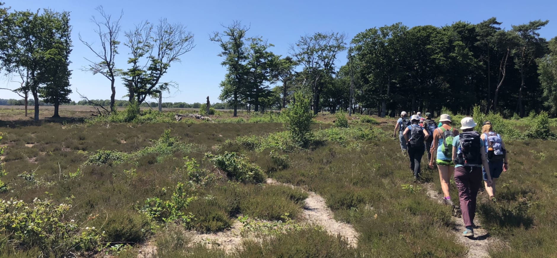 Eindeloze Veluwetocht - struinende wandelgroep tijdens 3 dagen wandelen.