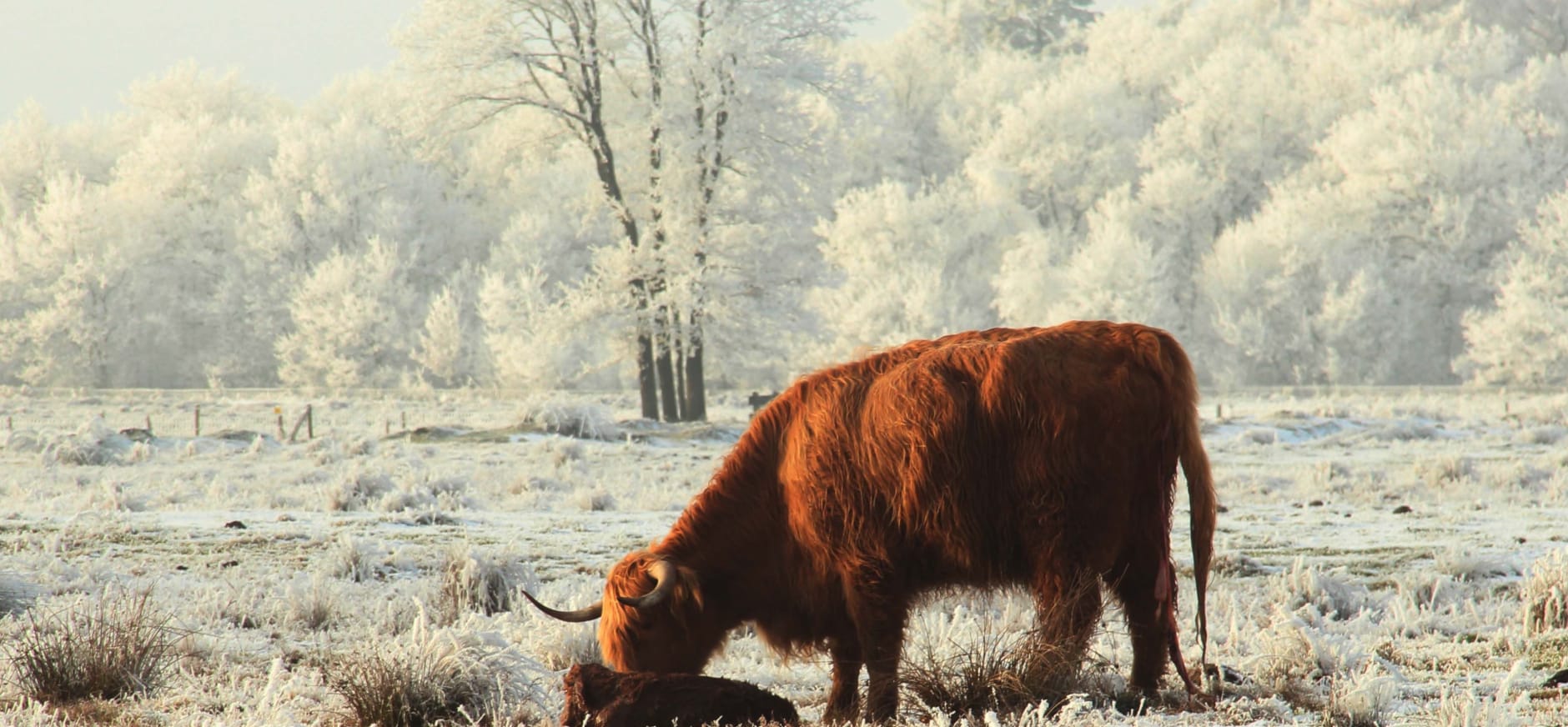 Schotse hooglander in de winter