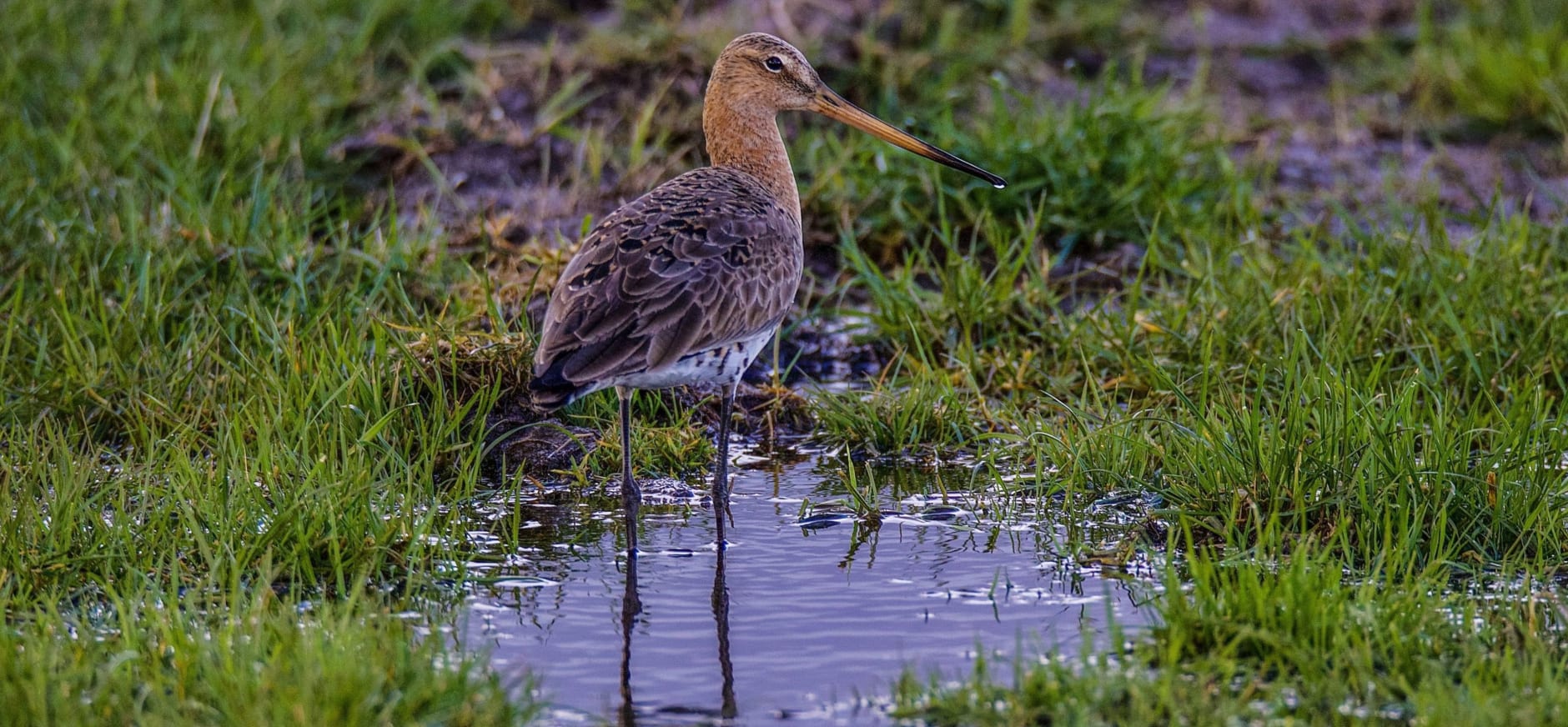 Grutto (Limosa limosa)