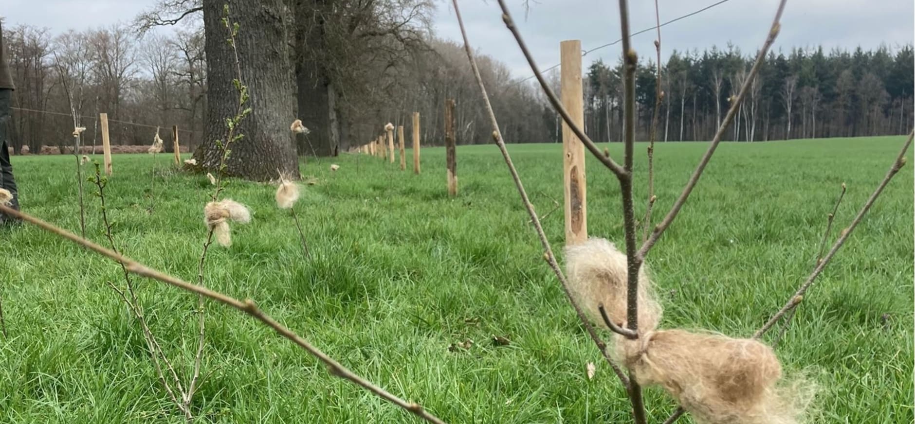 schapenwol aan jonge boompjes tegen reeënvraat