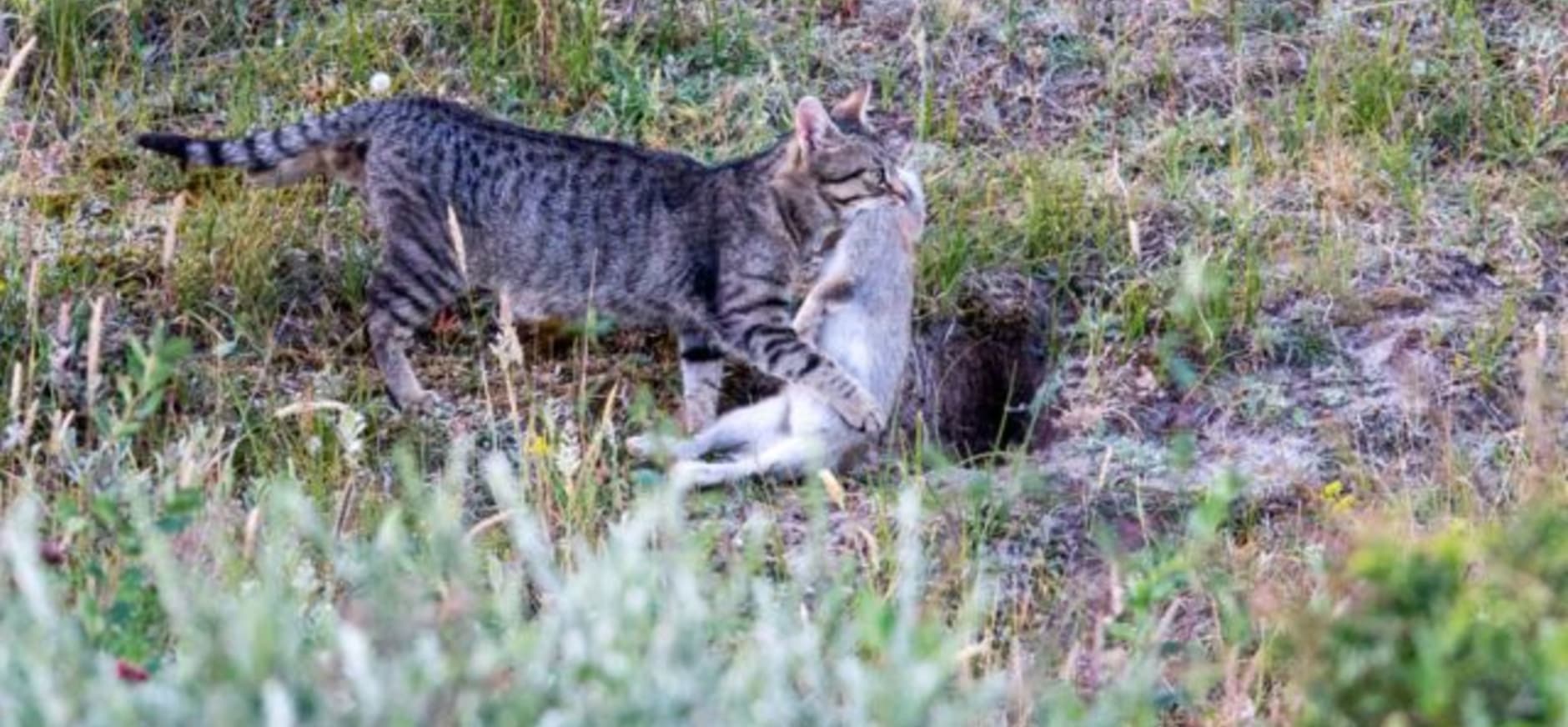 kat met konijn