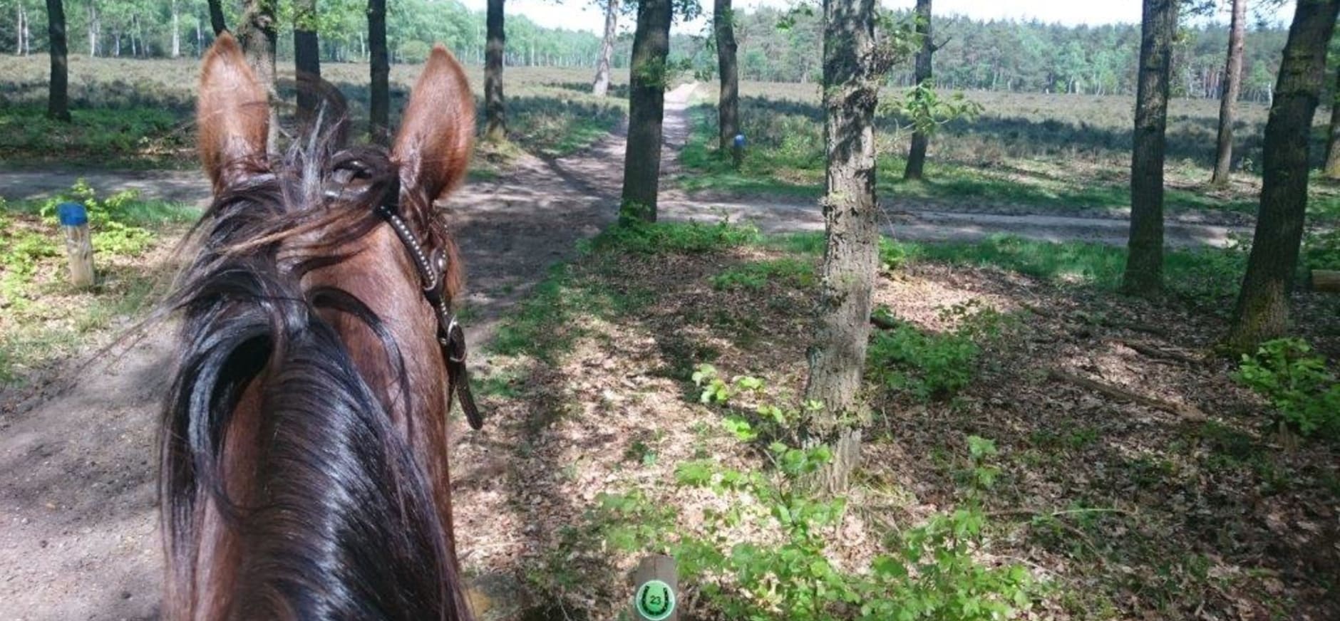 Ruiter op paard voor ruitervignet Kaapse Bossen