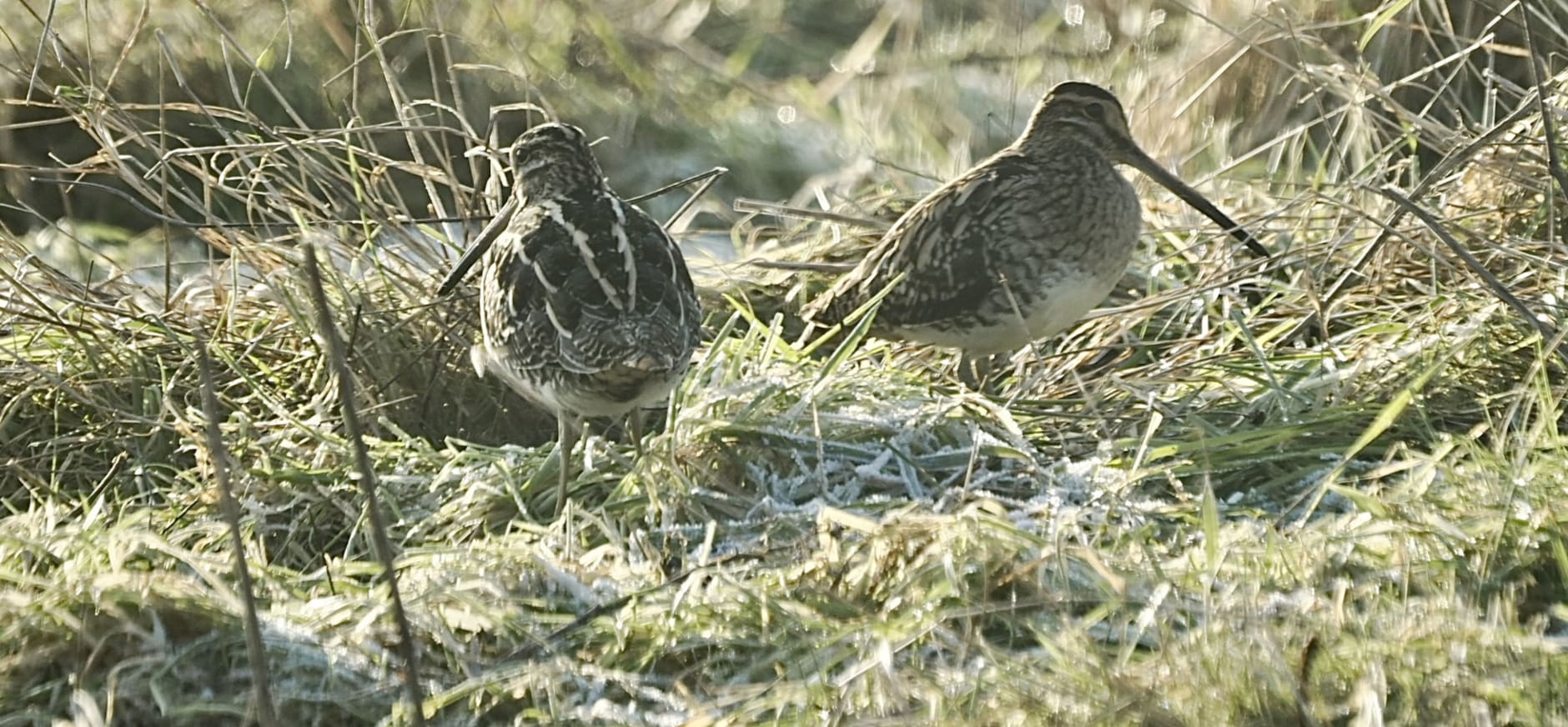 Watersnippen bij Natuurcentrum De Marel