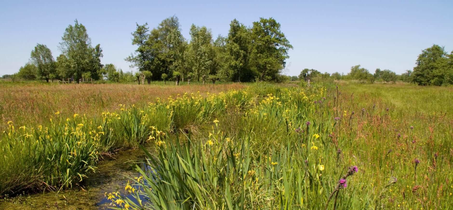 Nieuwkoop