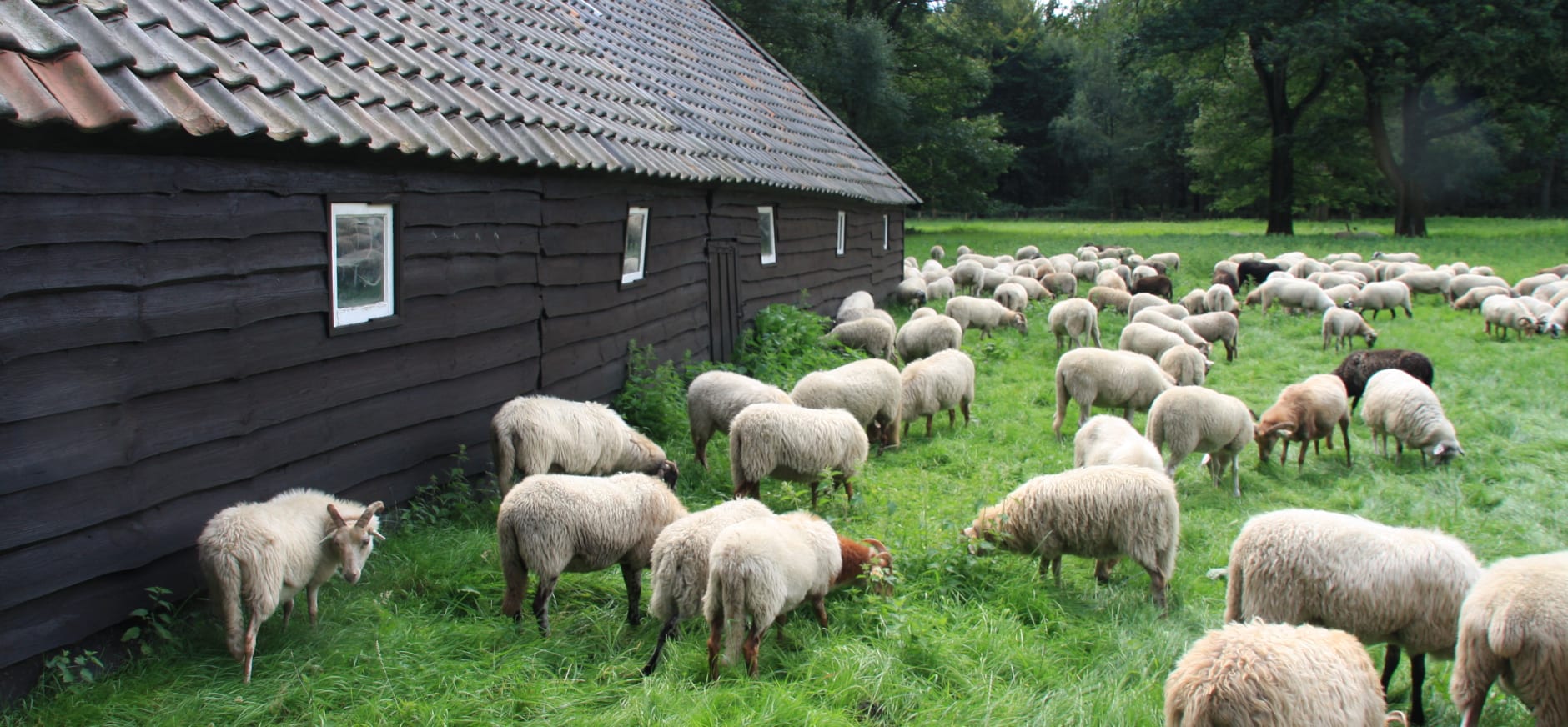 Schaapskooi op de Sprengenberg