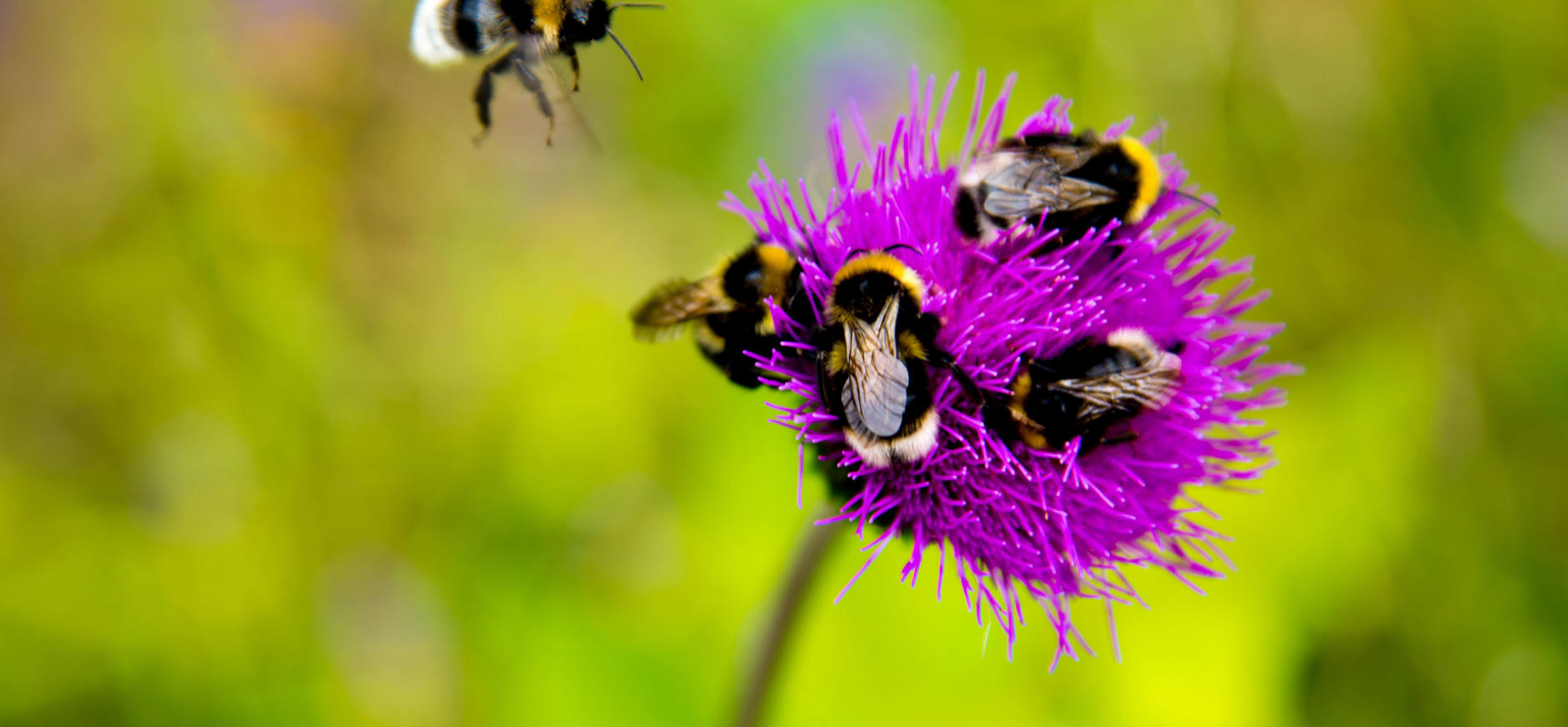 Red onze insecten