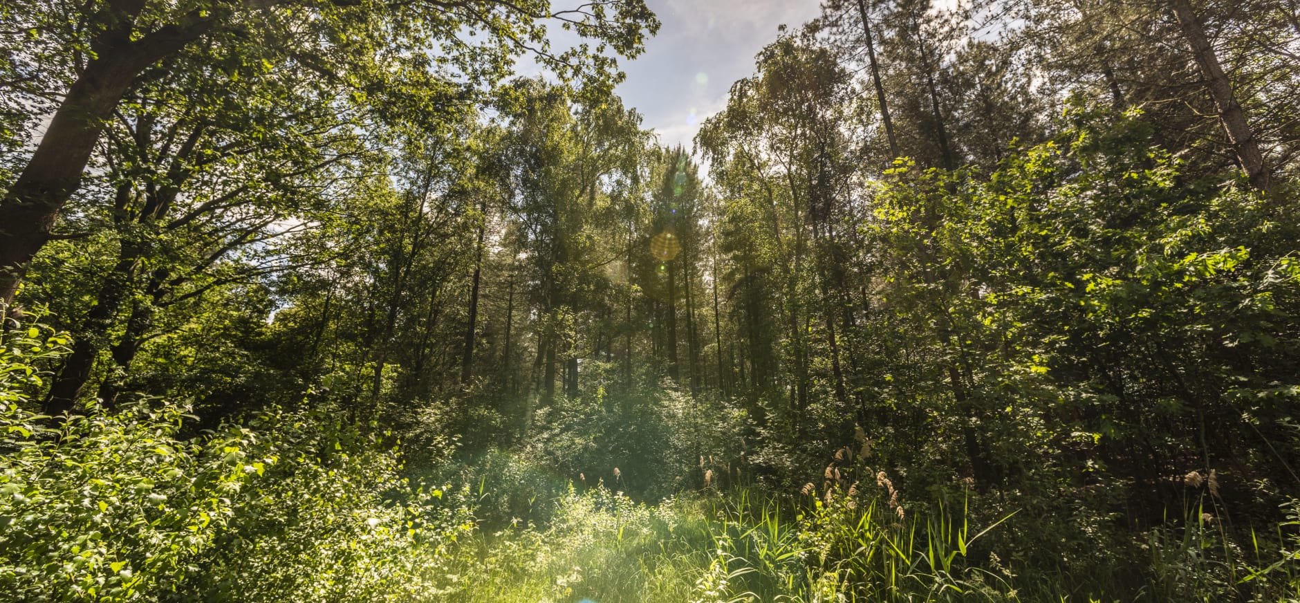 biodiverse en toekomstbestendige bossen in weert natuurmonumenten