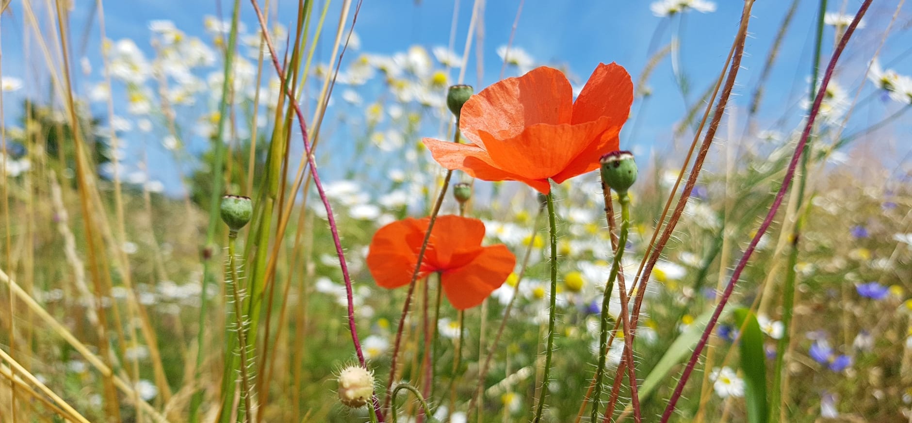 bloemen