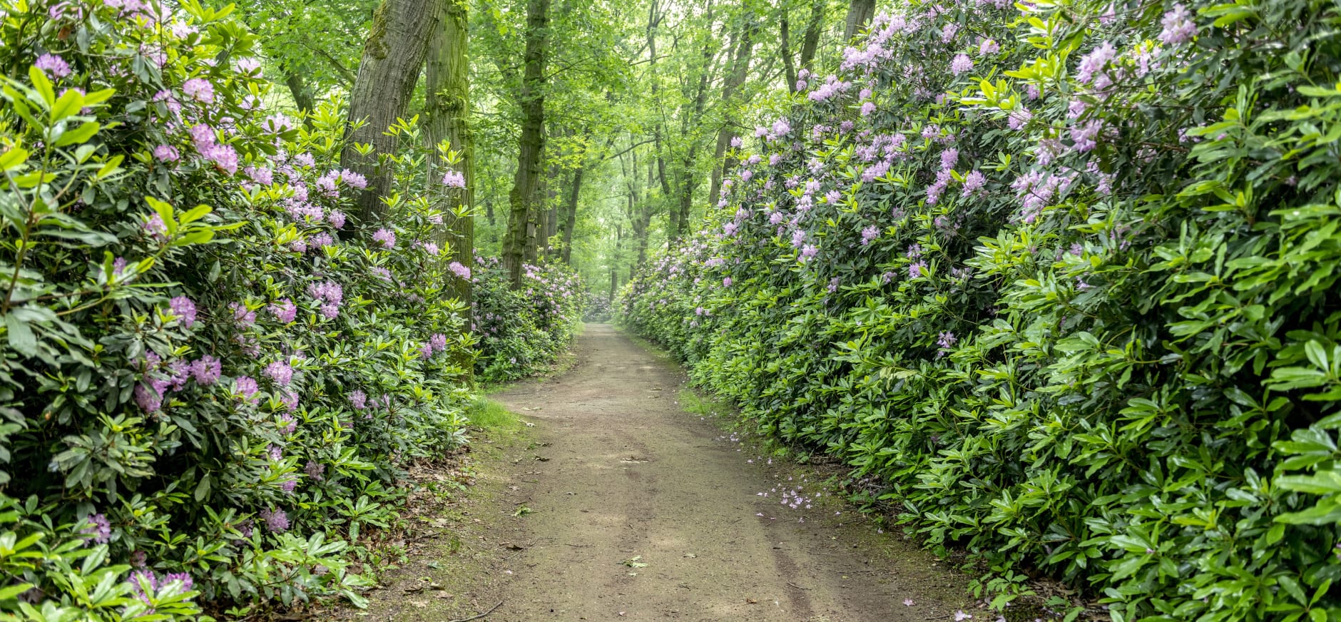 rododendron arboretum - jose gieskes