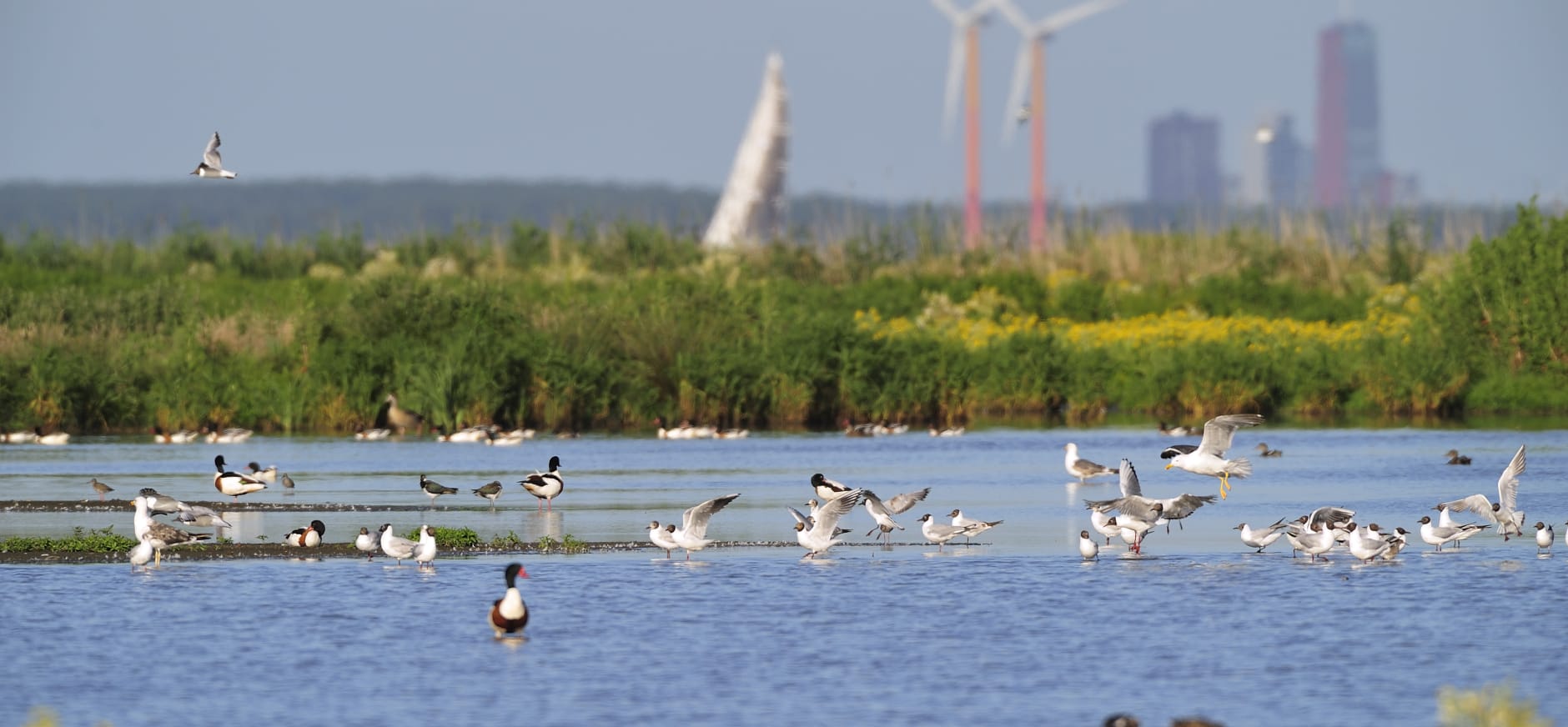 Grutto IJdoorn