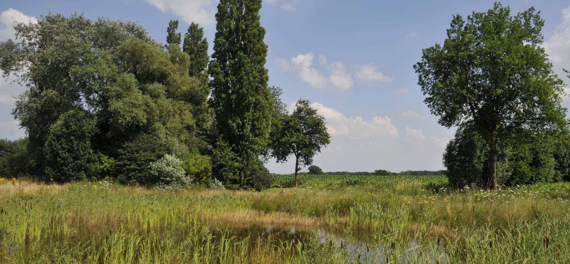 Landschap Zwaluwenbunders