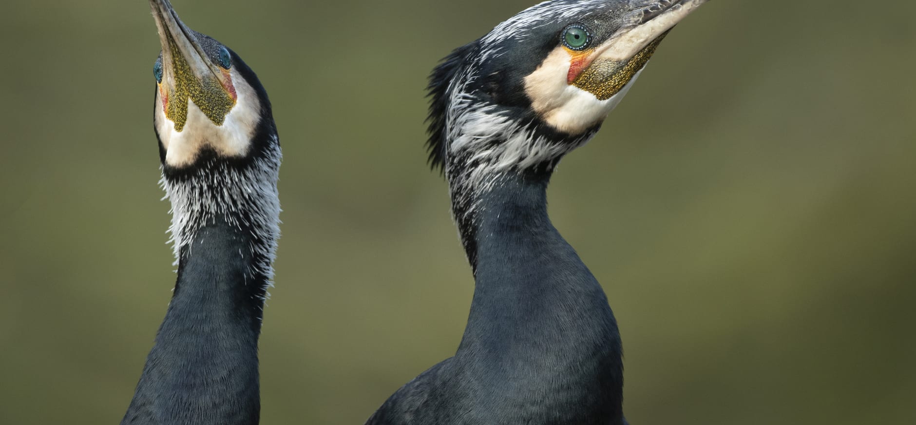 Aalscholvers in De Wieden