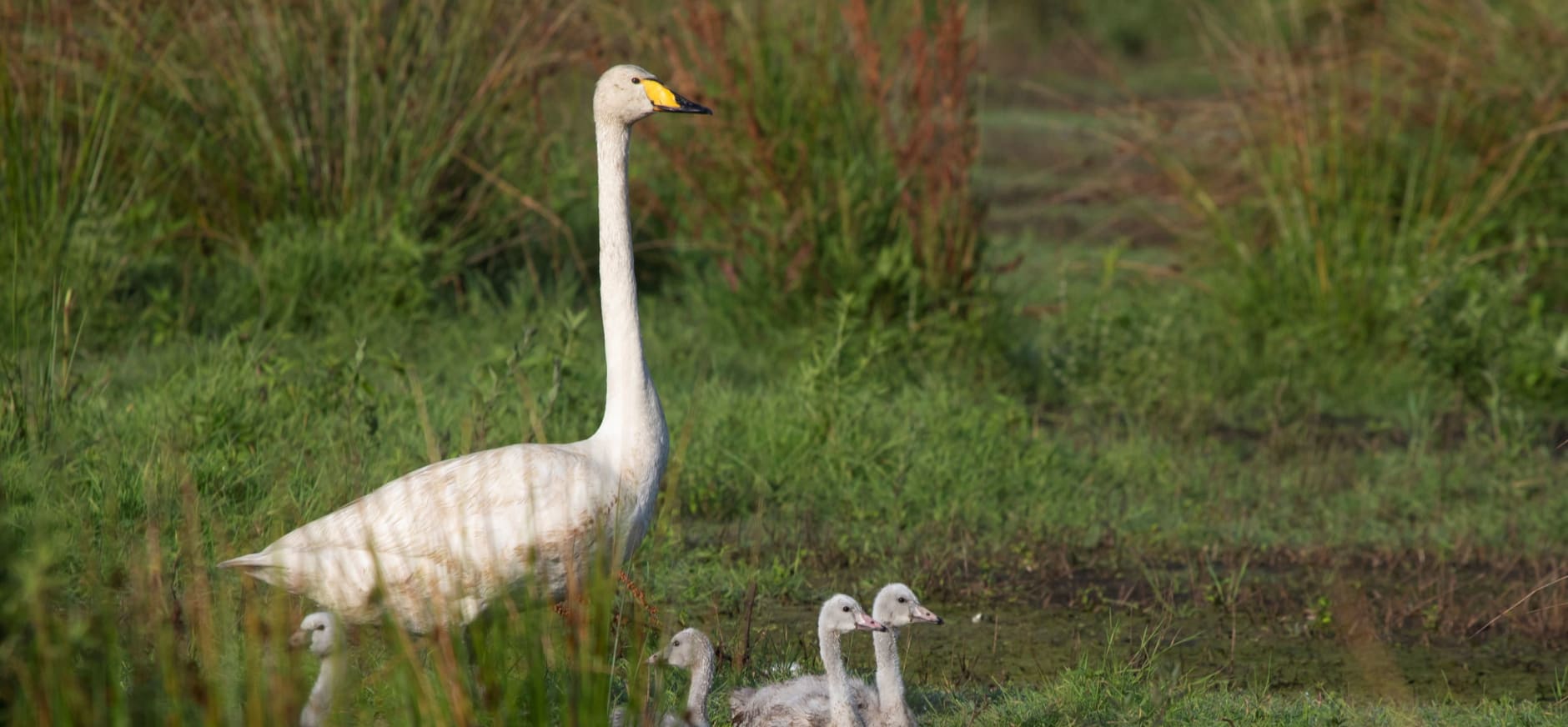 Wilde zwaan met kuikens