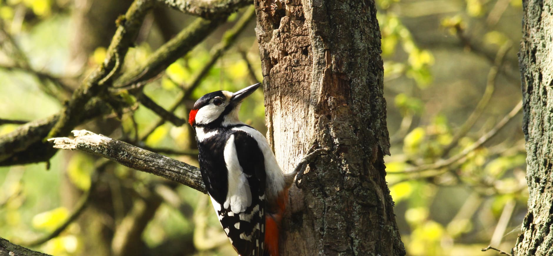 grote bonte specht