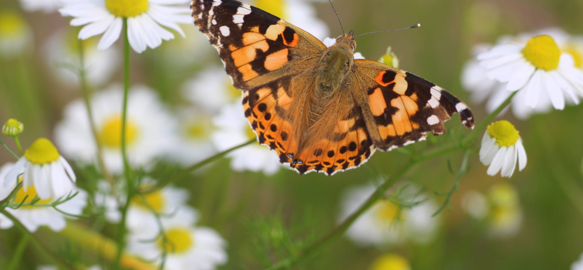 Distelvlinder op bloem van kamille.