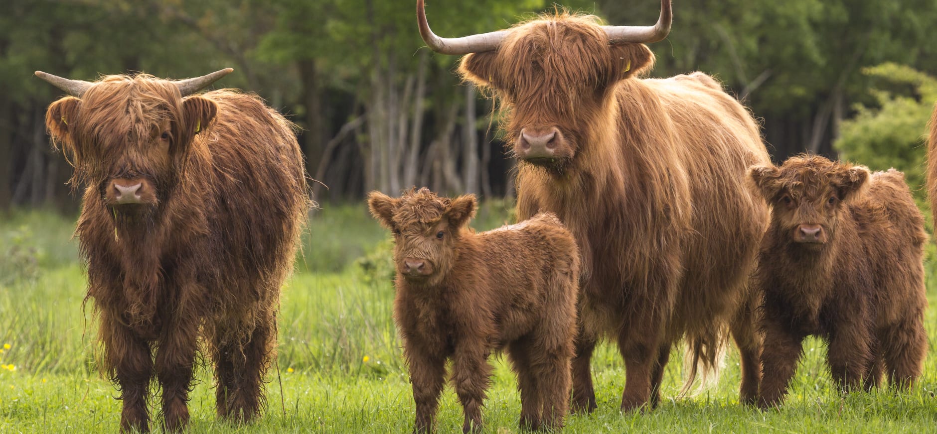 Schotse Hooglanders Kempen~Broek