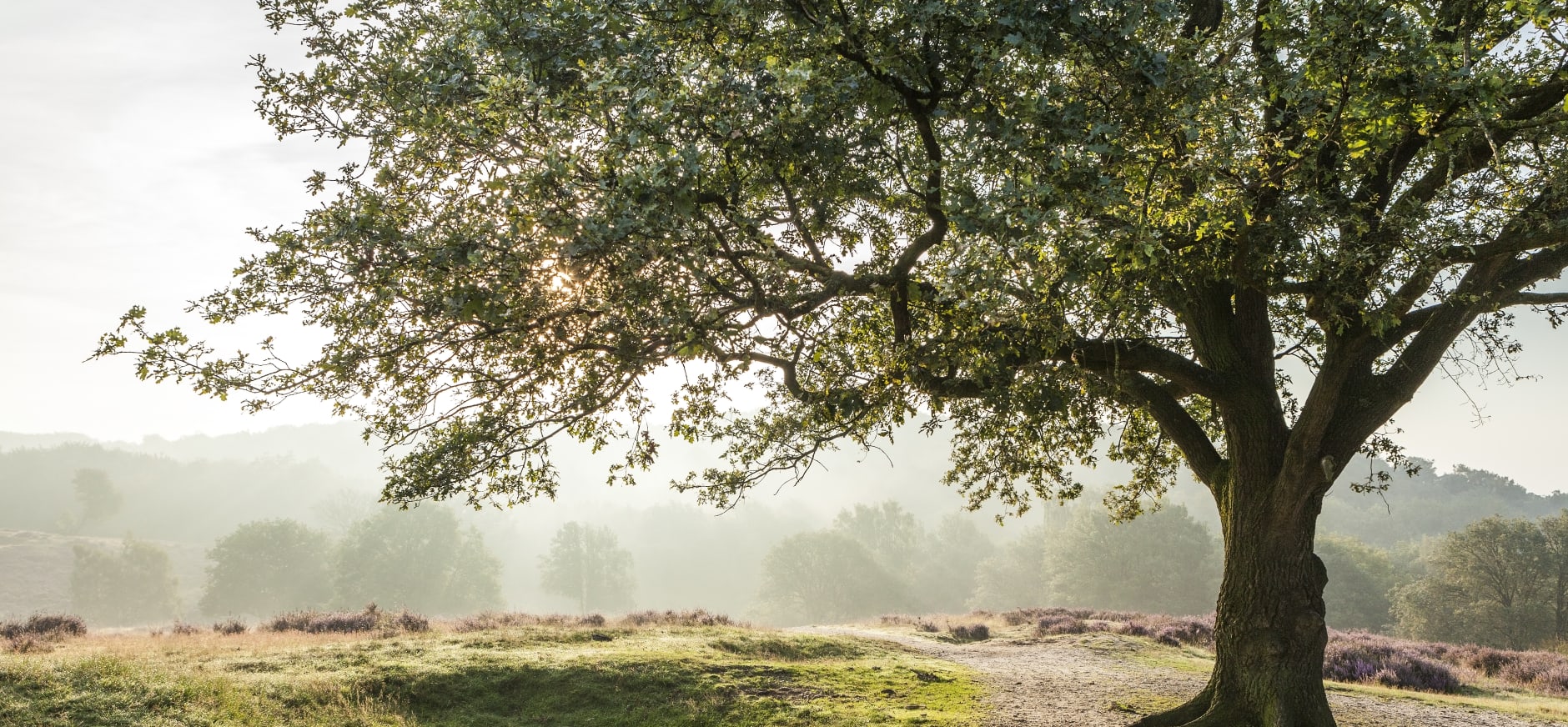 Mookerheide