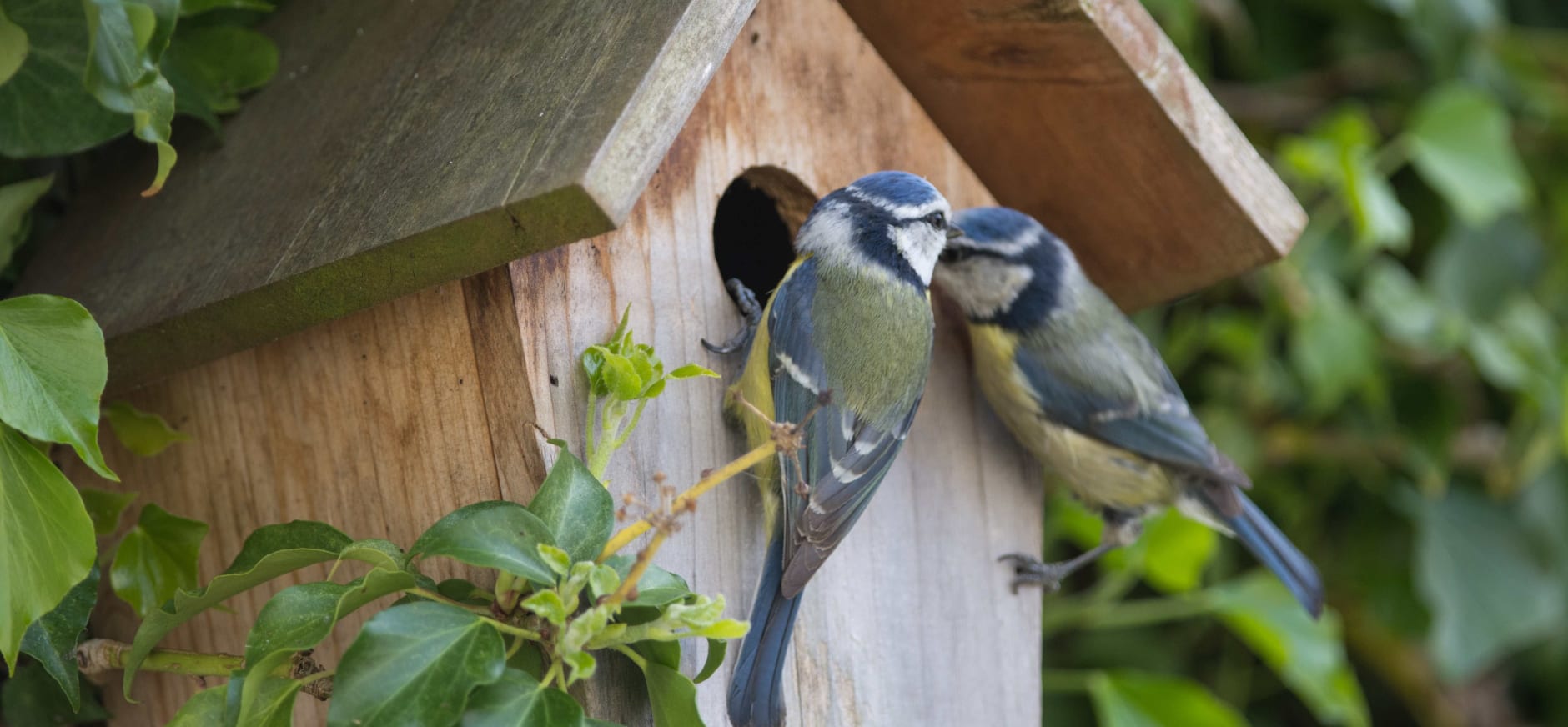 Nestkastje maken, bouwtekening en tips Natuurmonumenten