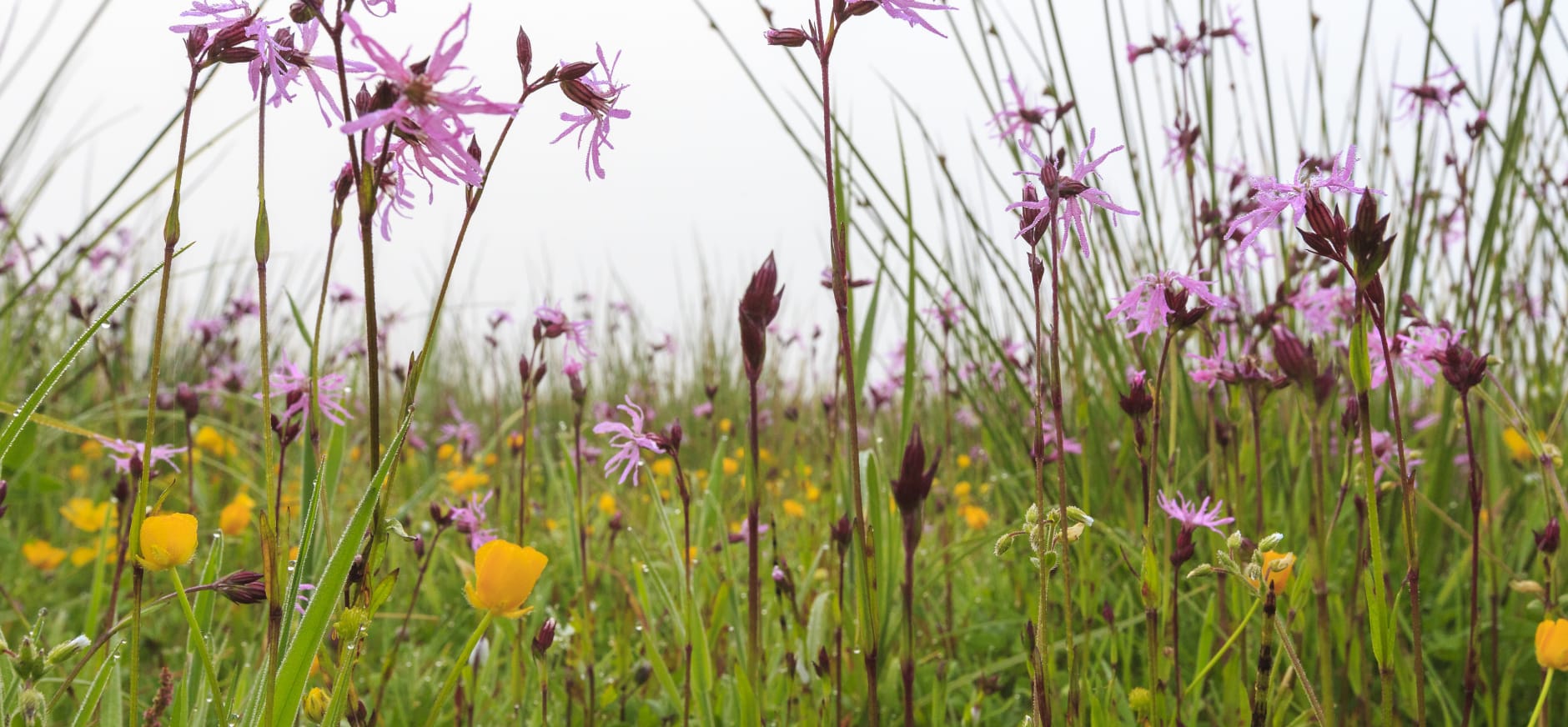 Koekoeksbloemen en boterbloemen