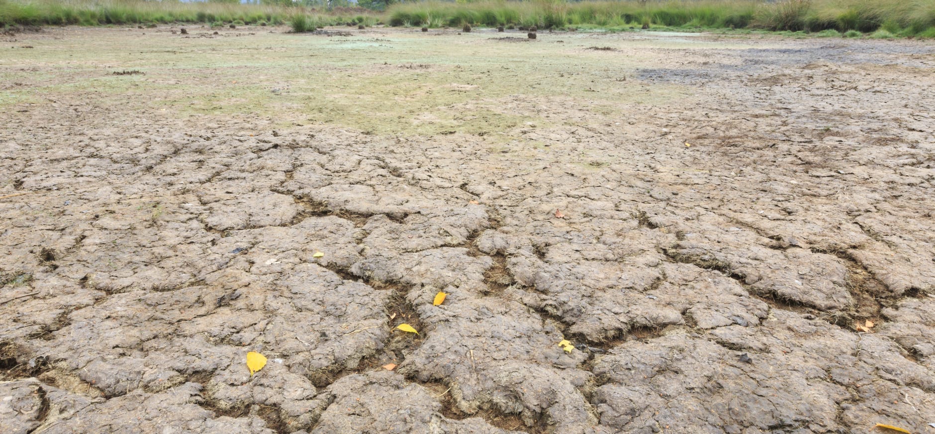 Droogte in de natuur